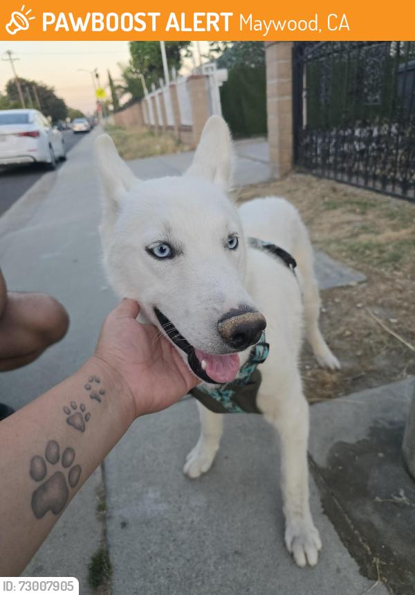 Found/Stray Male Dog last seen East 60th st and Woodlawn Ave , Maywood, CA 90270
