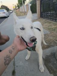 Found/Stray Male Dog last seen East 60th st and Woodlawn Ave , Maywood, CA 90270