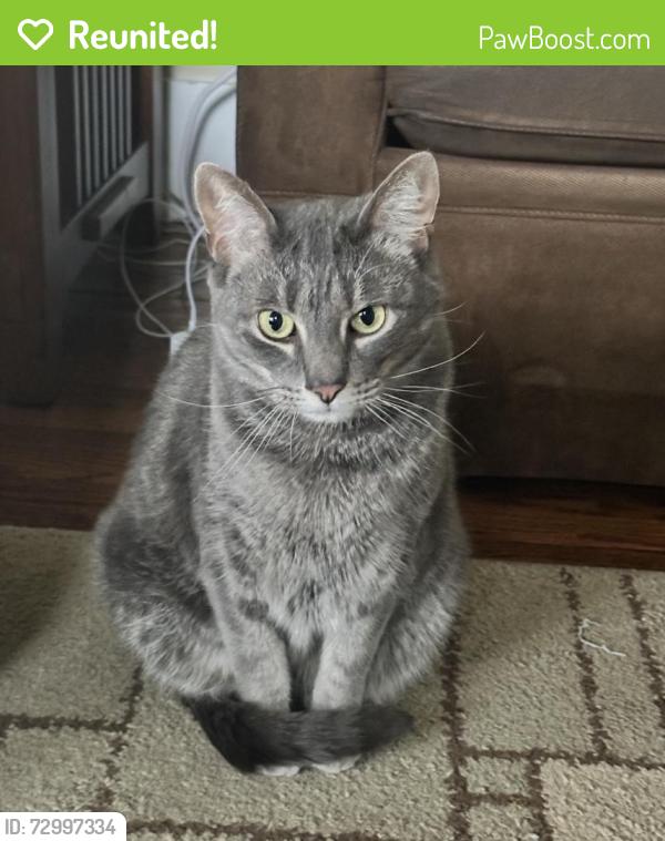 Reunited Male Cat last seen Woodcrest and Crane, Royal Oak, MI 48067