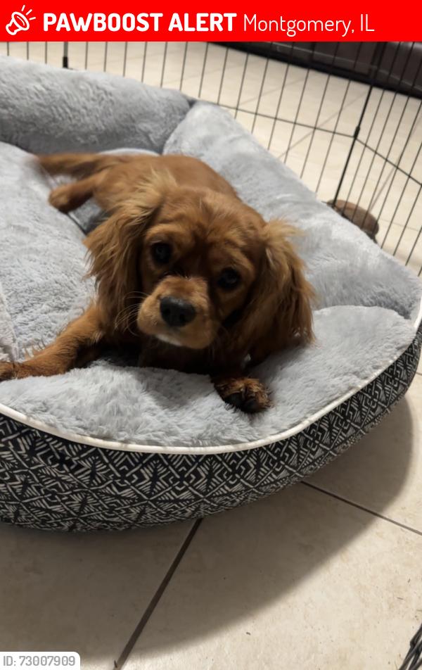 Lost Male Dog last seen Near 5th St, Montgomery IL, Montgomery, IL 60538