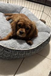 Lost Male Dog last seen Near 5th St, Montgomery IL, Montgomery, IL 60538