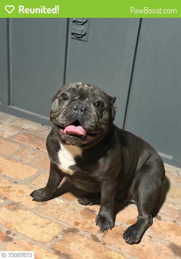 Reunited Female Dog last seen Near Timber Dell Ln, Dallas, TX 75232, USA, Dallas, TX 75232