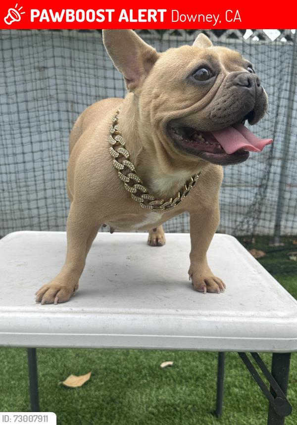 Lost Female Dog last seen Imperial and Gardendale , Downey, CA 90242