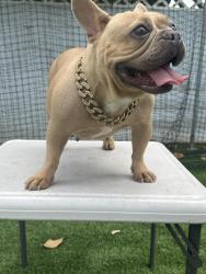 Lost Female Dog last seen Imperial and Gardendale , Downey, CA 90242