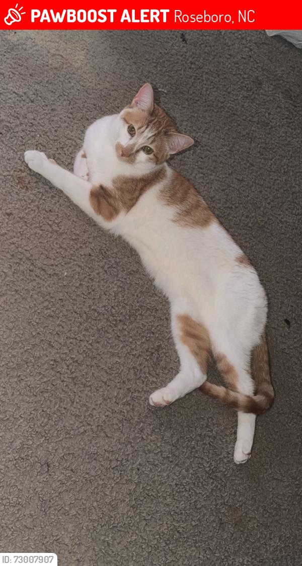 Lost Male Cat last seen Dollar store near straw pond school road, Roseboro, NC 28382