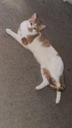 Lost Male Cat last seen Dollar store near straw pond school road, Roseboro, NC 28382