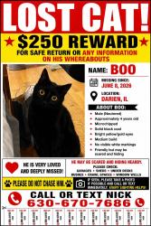 Lost Male Cat last seen Plainfield rd, Darien, IL 60561