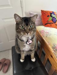 Lost Male Cat last seen Canoga and valerio , Los Angeles, CA 91303