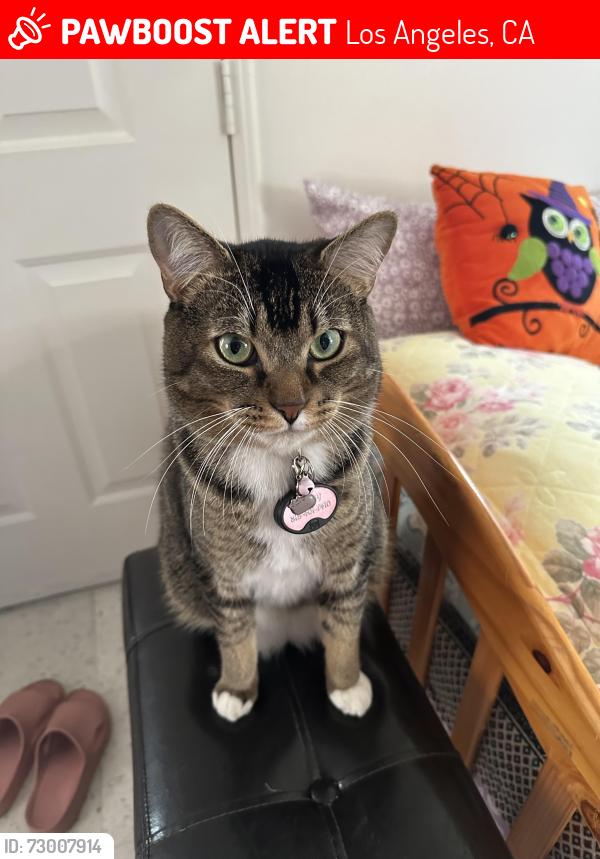 Lost Male Cat last seen Canoga and valerio , Los Angeles, CA 91303