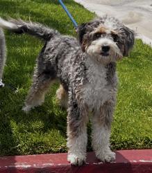 Reunited Female Dog last seen Off Jeronimo Rd on the way to El Toro HS, Lake Forest, CA 92630
