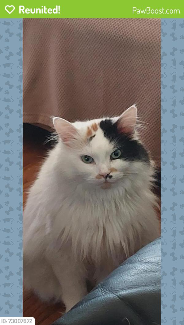 Reunited Female Cat last seen McCammon Elementary School , Chilliwack, BC V2P