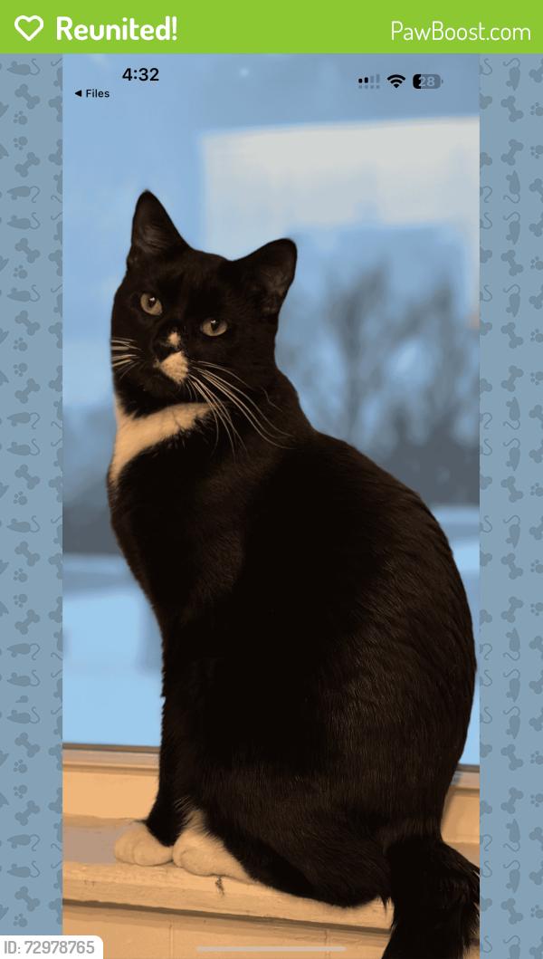 Reunited Male Cat last seen Near street , Rensselaer, NY 12144