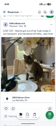Lost Female Cat last seen Salmon Dr and Martha Ann Drive, Los Alamitos, CA 90720