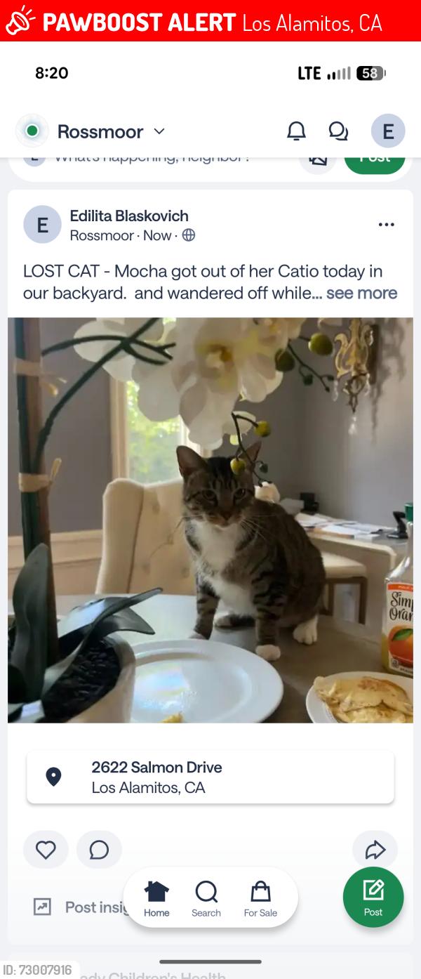 Lost Female Cat last seen Salmon Dr and Martha Ann Drive, Los Alamitos, CA 90720