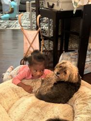 Lost Female Dog last seen 18th and Magazine, Louisville, KY 40203