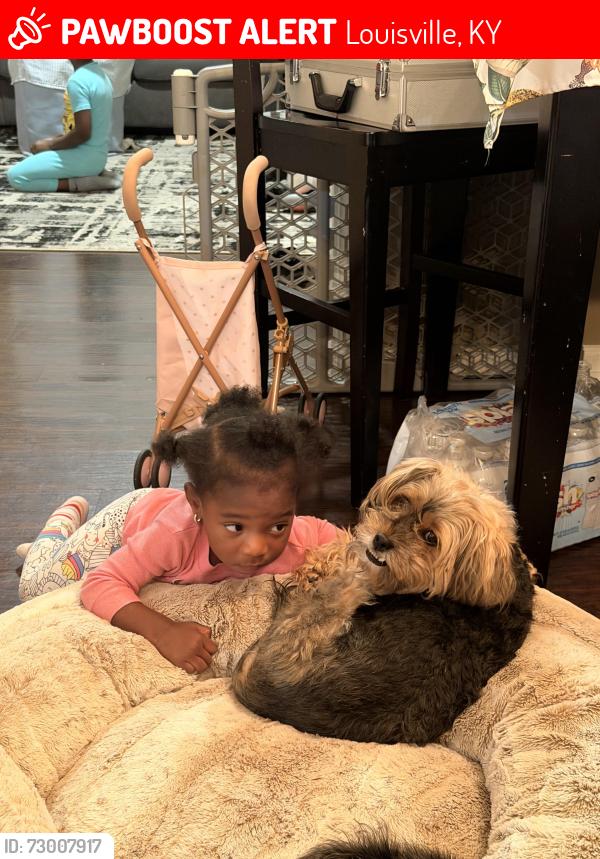 Lost Female Dog last seen 18th and Magazine, Louisville, KY 40203