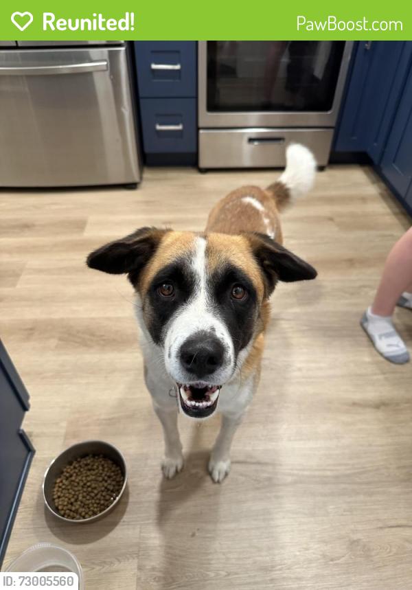 Reunited Male Dog last seen Ferguson & Dinuba, Visalia, CA 93291