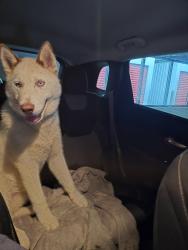 Found/Stray Male Dog last seen Spring place road and broomfield road south east cleveland tn , Cleveland, TN 37311