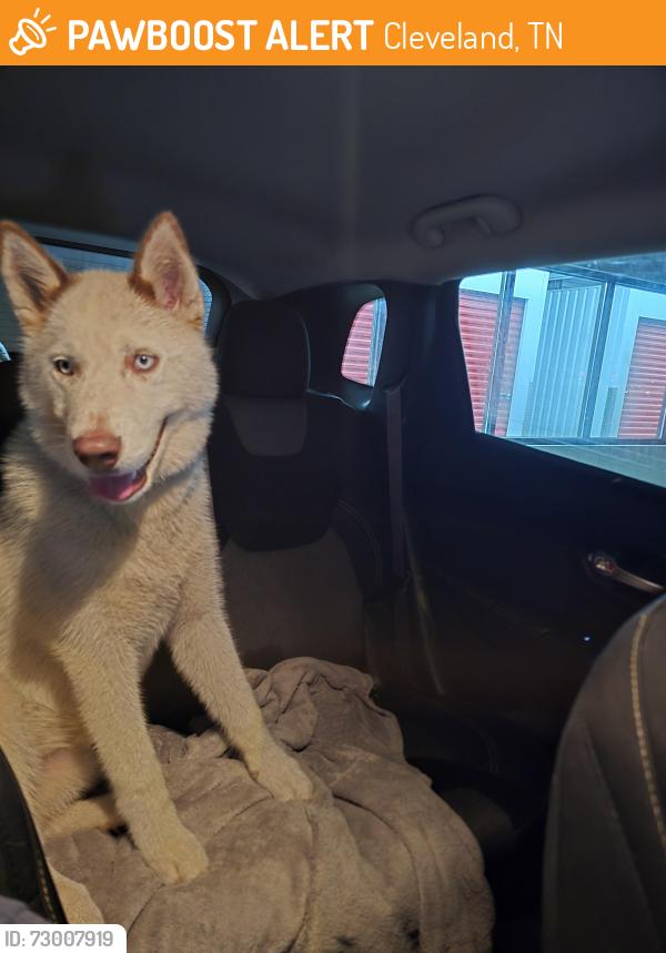 Found/Stray Male Dog last seen Spring place road and broomfield road south east cleveland tn , Cleveland, TN 37311