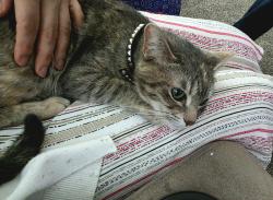 Lost Female Cat last seen White Rock, Briar Cove, Indian Creek, Anna, TX 75409