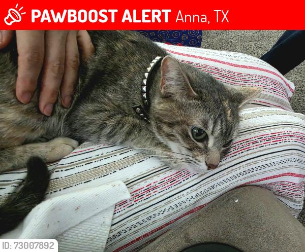 Lost Female Cat last seen White Rock, Briar Cove, Indian Creek, Anna, TX 75409