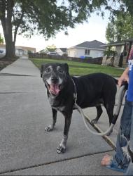 Found/Stray Female Dog last seen Behind the District in Riverton , Riverton, UT 84065