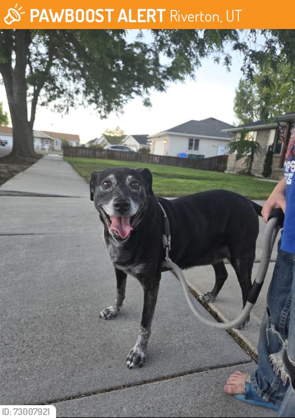 Found/Stray Female Dog last seen Behind the District in Riverton , Riverton, UT 84065