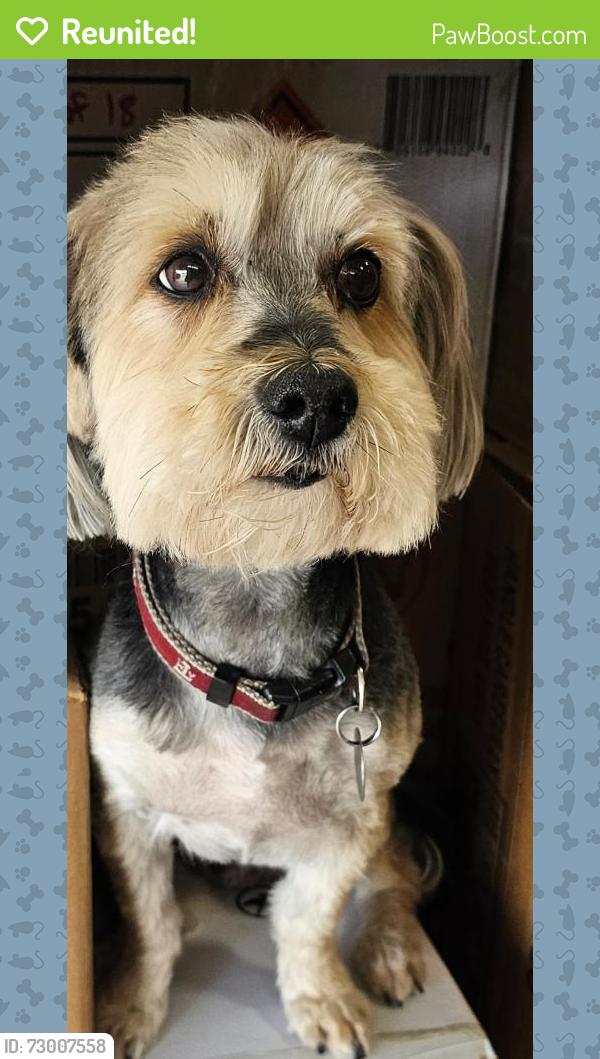 Reunited Male Dog last seen Will Clayton , Houston, TX 77044