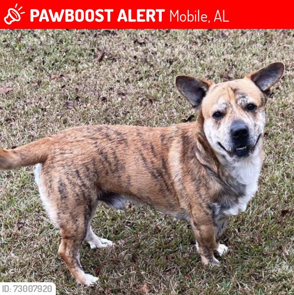 Lost Male Dog last seen Cottage Hill and Leroy Stevens road, Mobile, AL 36695