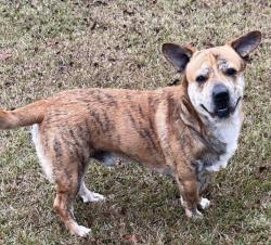 Lost Male Dog last seen Cottage Hill and Leroy Stevens road, Mobile, AL 36695