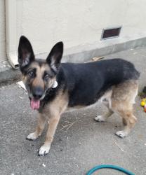 Reunited Female Dog last seen Midvale between kansas st and Californian st upper diamond, Oakland, CA 94602