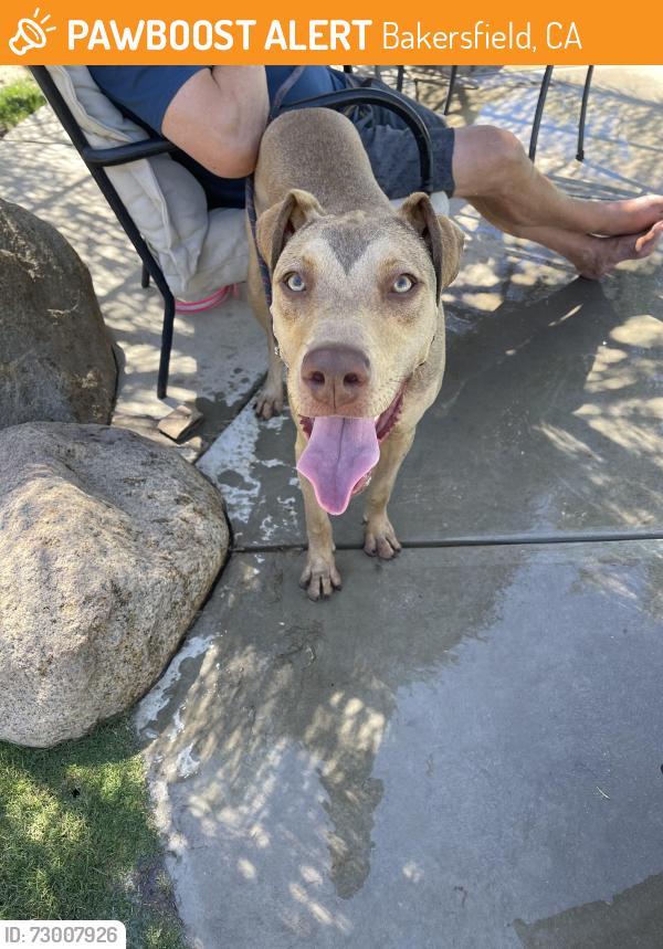Found/Stray Male Dog last seen Rosedale hwy, Bakersfield, CA 93312