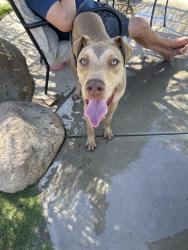 Found/Stray Male Dog last seen Rosedale hwy, Bakersfield, CA 93312