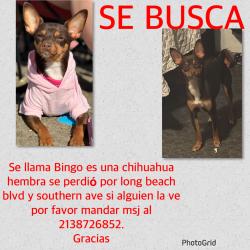 Lost Female Dog last seen Long Beach blvd & southern avenue , South Gate, CA 90280
