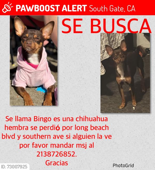 Lost Female Dog last seen Long Beach blvd & southern avenue , South Gate, CA 90280