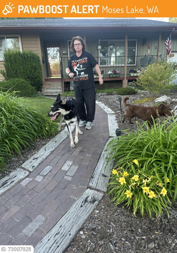 Found/Stray Male Dog last seen Park orchard school, Moses Lake, WA 98837