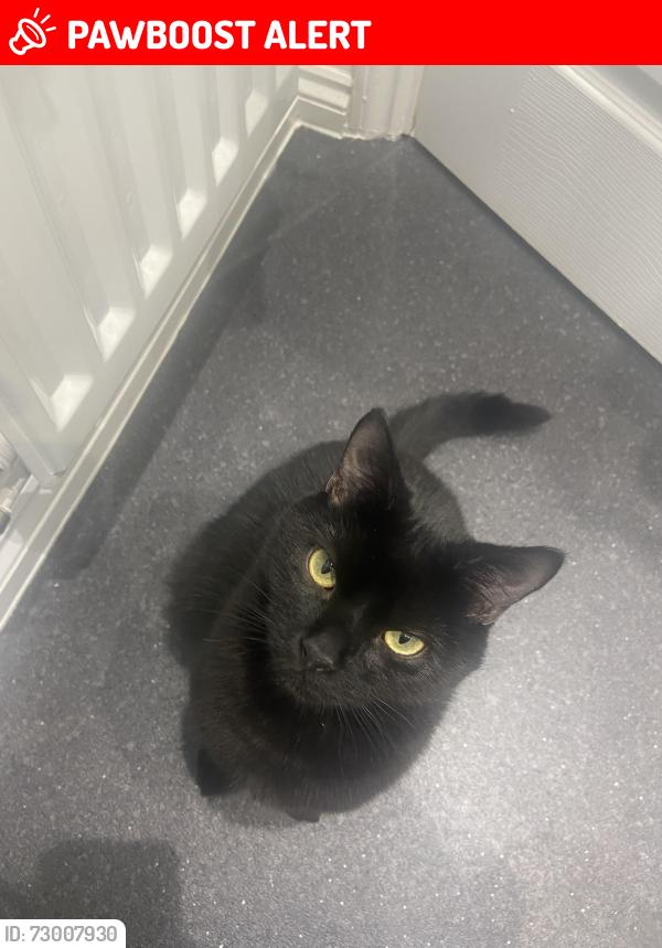 Lost Male Cat last seen Poplars equestrian centre , Meirheath, England ST3 7JN
