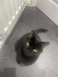 Lost Male Cat last seen Poplars equestrian centre , Meirheath, England ST3 7JN