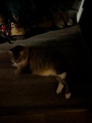 Reunited Male Cat last seen Oneida and Hancock , Appleton, WI 54911