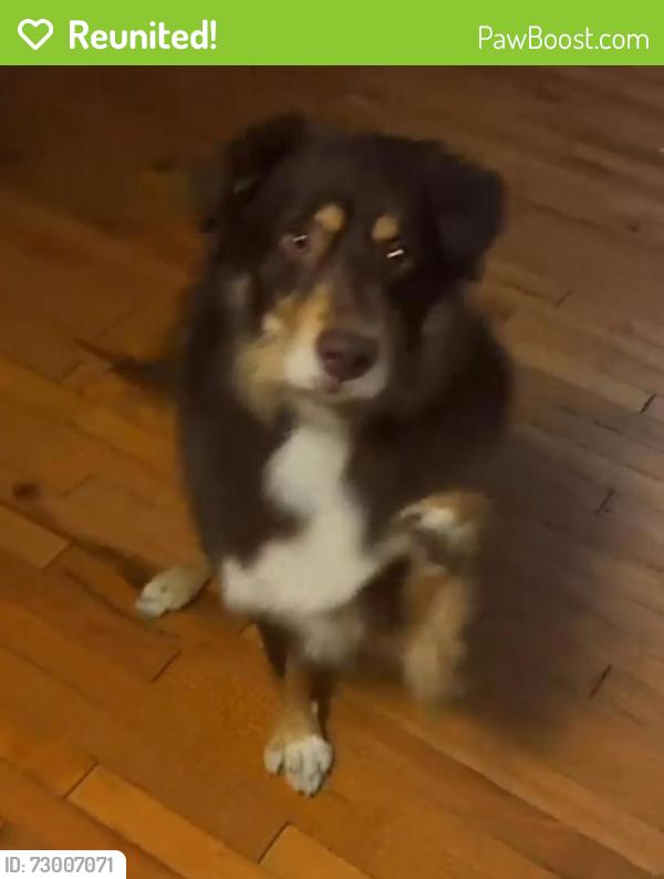 Reunited Male Dog last seen Chicago Ave, Henry Ave, Hammond, IN 46324