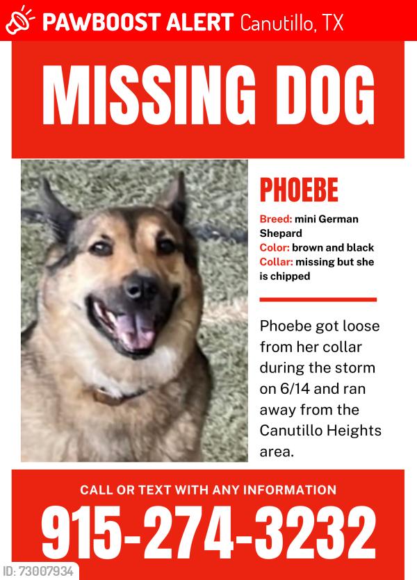 Lost Female Dog last seen Near Rosas Way, Canutillo, TX 79835