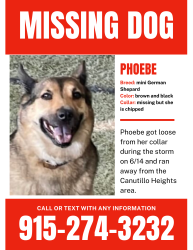Lost Female Dog last seen Near Rosas Way, Canutillo, TX 79835