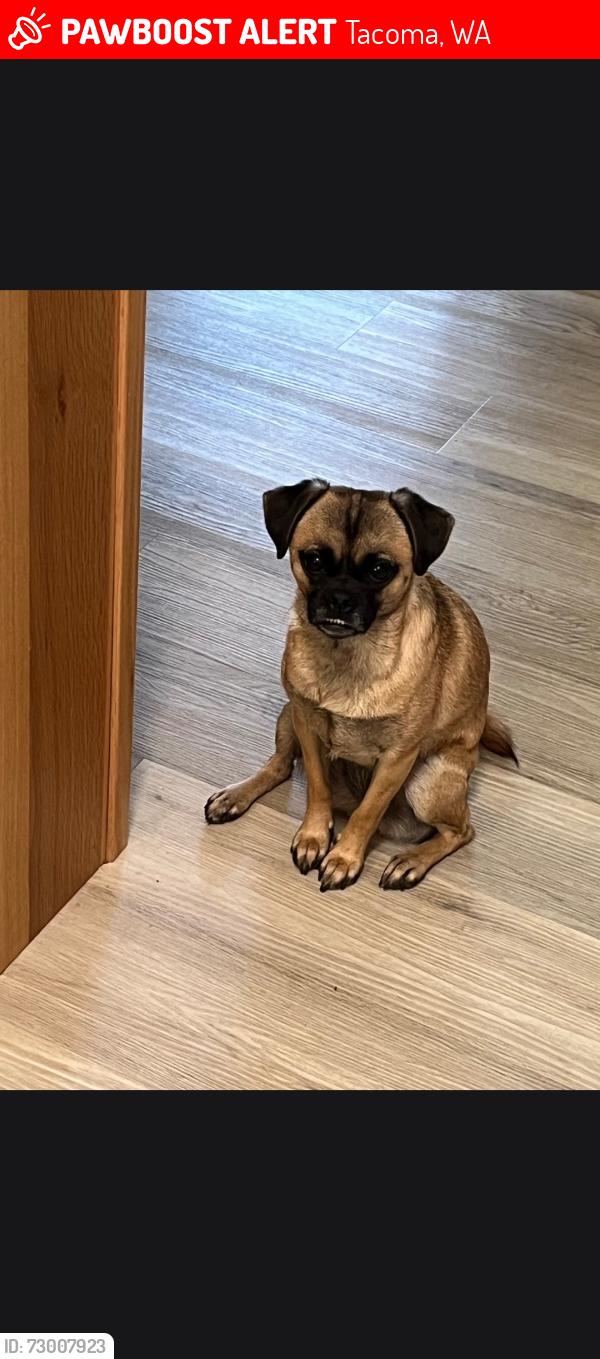 Lost Female Dog last seen N Anderson , Tacoma, WA 98402