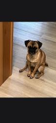 Lost Female Dog last seen N Anderson , Tacoma, WA 98402