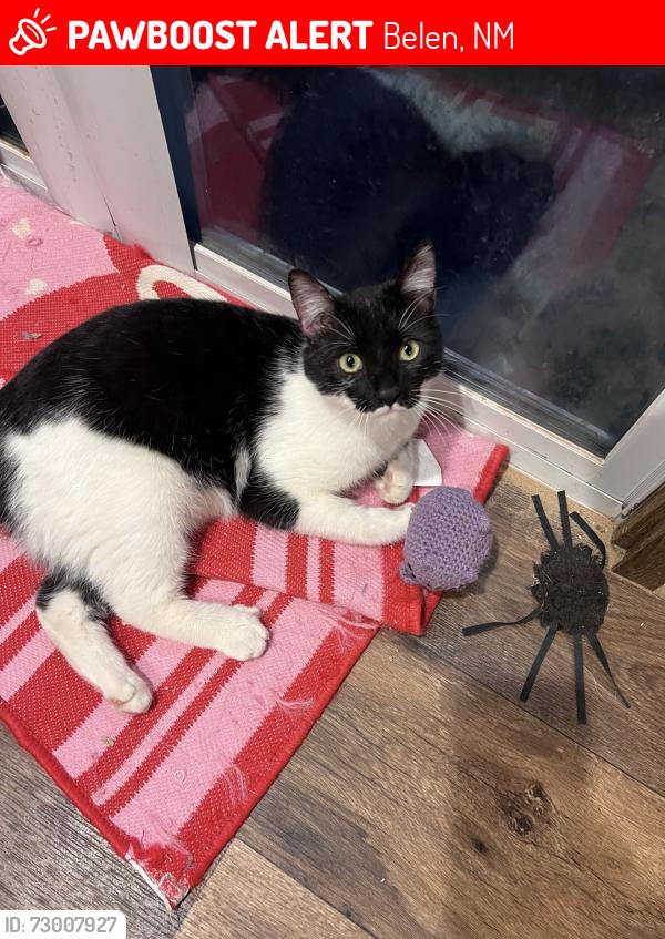 Lost Male Cat last seen Near roadrunner pit stop gas station, Belen, NM 87002