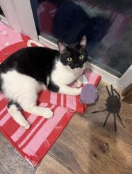 Lost Male Cat last seen Near roadrunner pit stop gas station, Belen, NM 87002