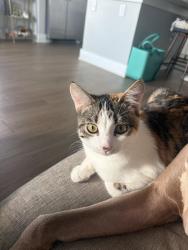 Lost Female Cat last seen Inspire Homes Wildwood, Wildwood, FL 34785