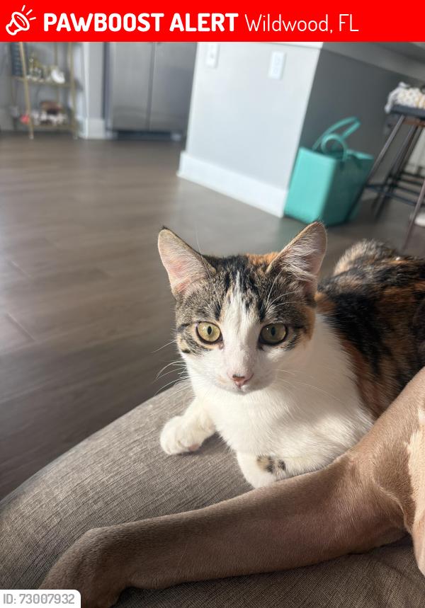 Lost Female Cat last seen Inspire Homes Wildwood, Wildwood, FL 34785