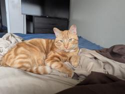 Lost Male Cat last seen Slidell Cres and Tulane Crescent , Toronto, ON M3A 2C4