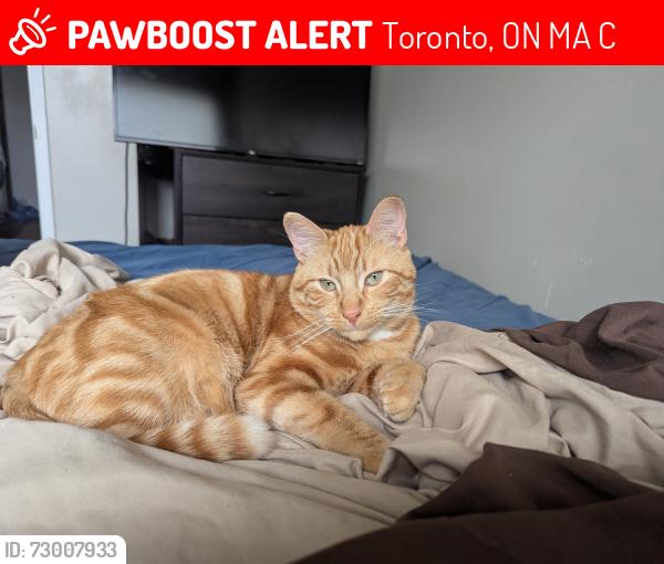 Lost Male Cat last seen Slidell Cres and Tulane Crescent , Toronto, ON M3A 2C4